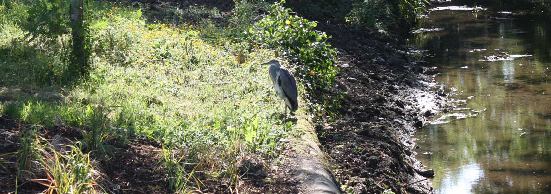 Micheal Bolger - Bird at Canal - Maynooth University