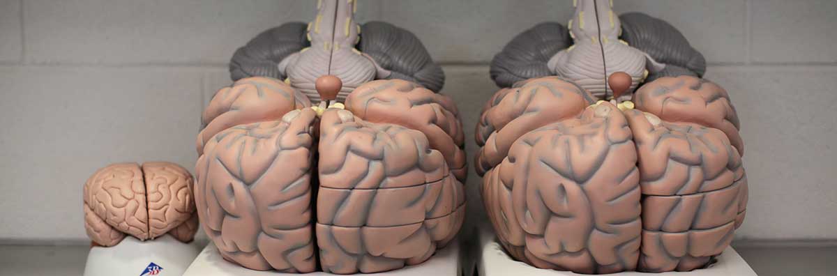 Psychology - Brain Models - Maynooth University