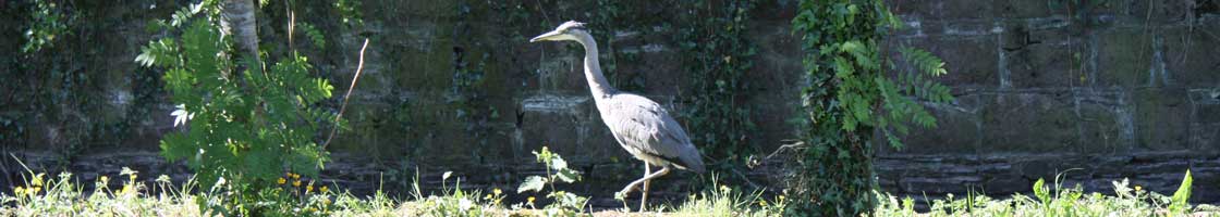 South Campus - Bird in Garden - Maynooth University