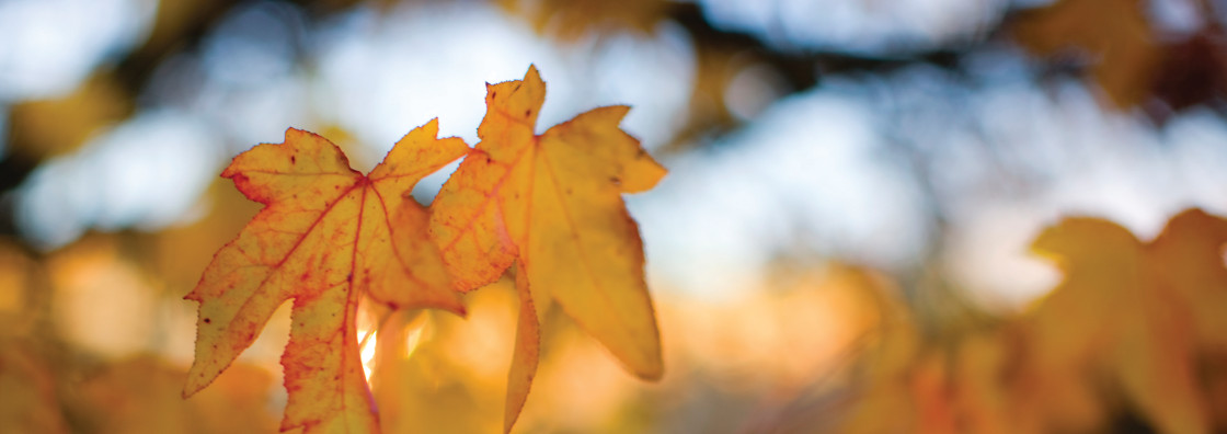 South Campus - Autumn leaves - Maynooth University