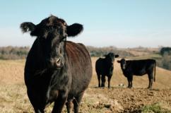 Cows in fields - Maynooth University