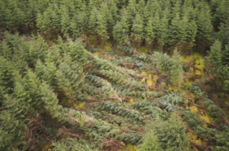 Forestry Flattened