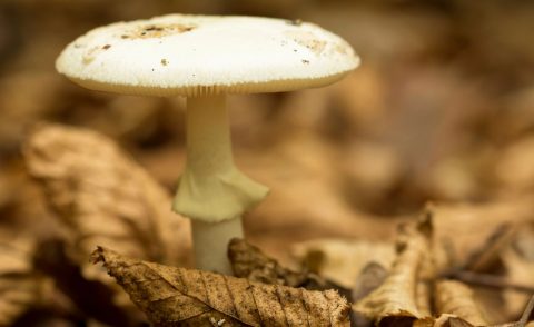 death cap mushroom