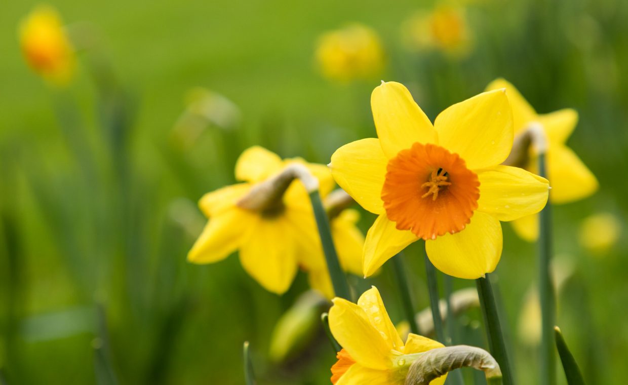 daffodils