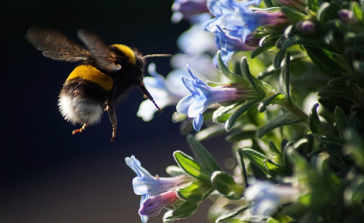 Spotlight on Research- Buff-tail bumble bee