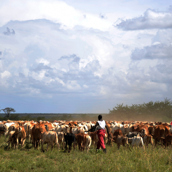 young boy in white top and red trousers herding cattle in a dry landscape with large grey clouds