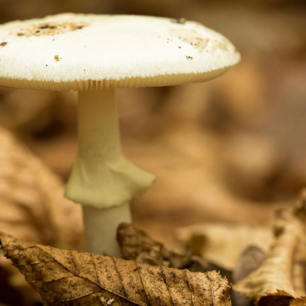 death cap mushroom