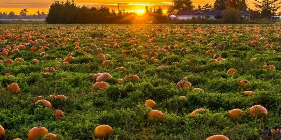 Fields of pumpkins in front of an orange setting sun