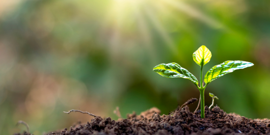 small green plant growning in soil against a green background