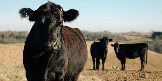 Cows in fields - Maynooth University