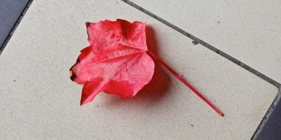 Graduation - leaf from graduation tree - Maynooth University