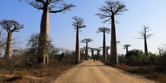 Blue sky with a dusty road lined by baobab trees