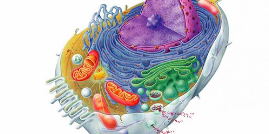 Biology - Eukaryotic cell