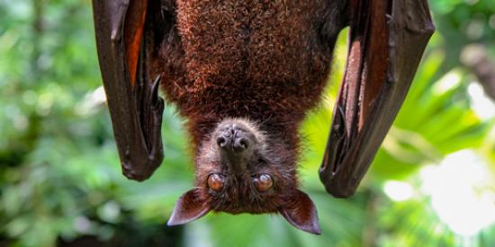 Talk Encountering Maynooth's Bats