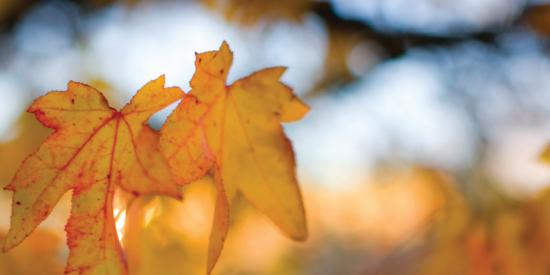 South Campus - Autumn leaves - Maynooth University