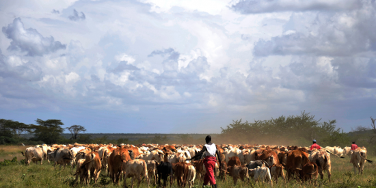 young boy in white top and red trousers herding cattle in a dry landscape with large grey clouds