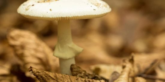 death cap mushroom