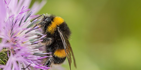 Bumblebee on a flower