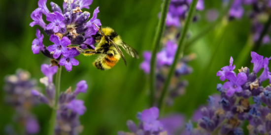 Pesticides are bad for bees