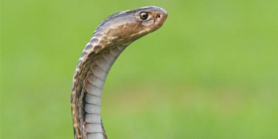 Cobra - venomous snake