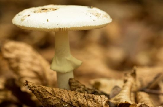 death cap mushroom